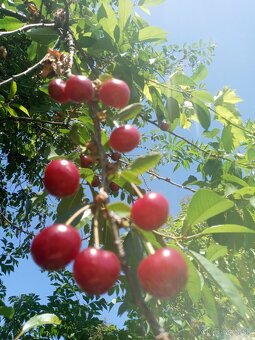 🍒🍒🍒Višne na predaj😋😘 - 2