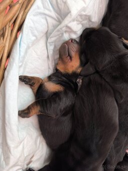 Trpasliči jazvečík - 2