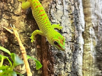 Felzuma madagaskarska - 2