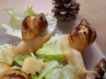 Africký slimáci Lissachatina  reticulata albinobody - 2