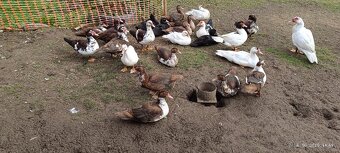 Činské pižmové kačice - 2