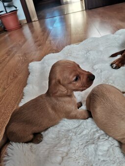 Jazvečík štandard   šteniatka - 2