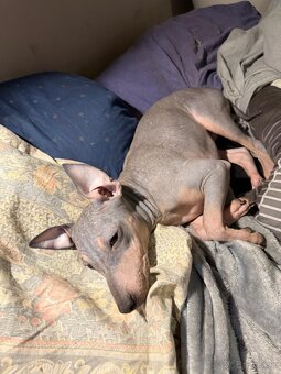 Americký bezsrstý teriér - štěně (fenka) - 2