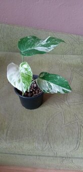 Monstera variegata - 2