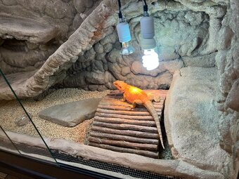 Agama bradatá + terárium - 2