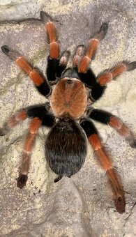 Tarantula,vtackár - 2