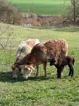 Na predaj ovečky - 2