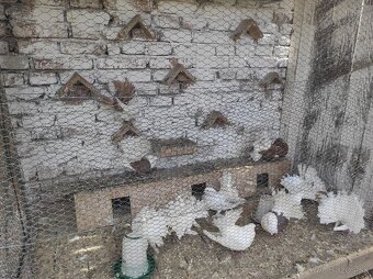 Ruším chov predám paviky jeden pár 20€ - 2