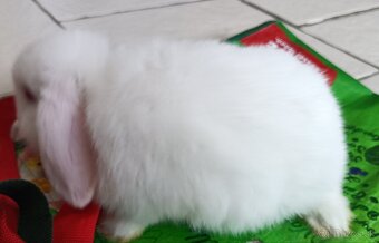 Biely minilop mláďa - 2