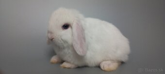 Mini Lop - 2