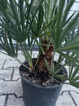 Palma chamaerops humilis - 2