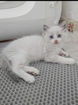 Ragdoll mačiatka - 2
