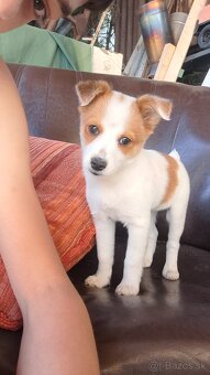 Predám jack russella - 2