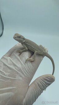 Agama bradatá – Zero (biela forma) - 2