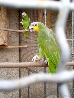 Amazonan venezuelsky,oranzovokridly - 2