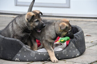 Šteniatka nemeckého ovčiaka s PP - 2