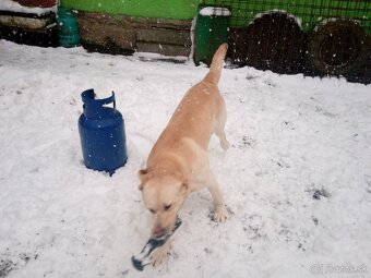 Labrador retriever - 2