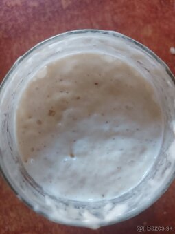 kvások lievito madre - 2