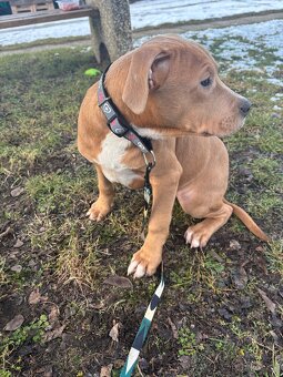 Americký stafordsirsky terier, Stafford, amstaf - 2