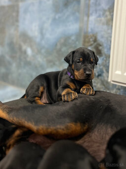Doberman - šteniatka - 2