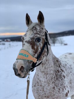 Appaloosa kobylka - 2