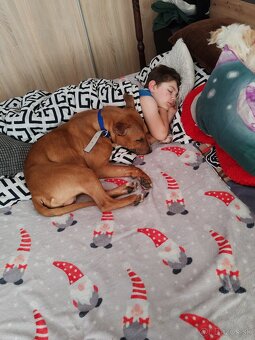 Bulterier x americký pitbull teriér - 2