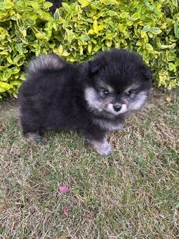 Špic Pomeranian Čierno pálená fenka - 2