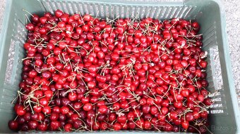 REZERVE-Čerešne 2,50 Eur/kg, BIO kvalita - 2