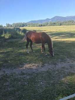Predám pony kobylku 2rocnu kľudnej povahy - 2