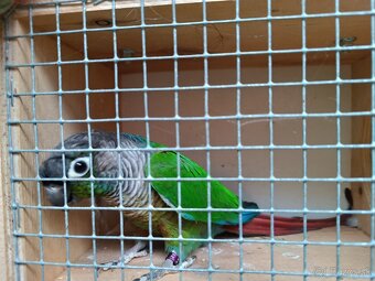 Pyrura zelenolíca - 2