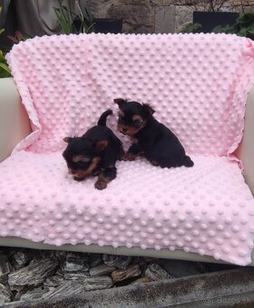 Yorkshire terrier - 2