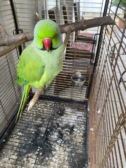 Alexander malý Samec (rozprávajúci) + klietka - 2