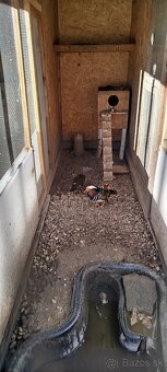 Predám Kačica Mandarinska - 2