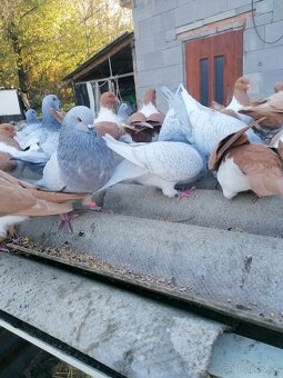 Poľský Rys Strieborný šupinatý - 2