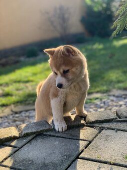 Shiba inu - 2