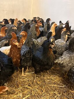 Predám mládky rôzne farby - 2