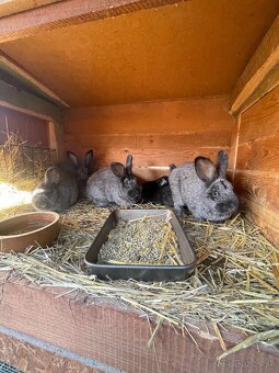 Predám králiky samce aj samice - 2