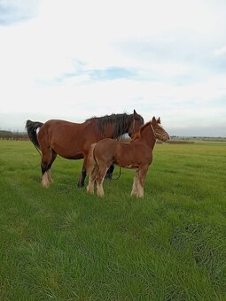 Drum horse hřebec - 2