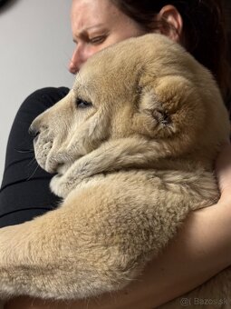 Stredoázijský ovčiak SAO - 2