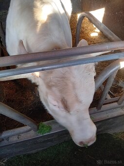 Byk chatolais - 2