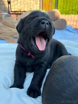 Labrador retriever - 2