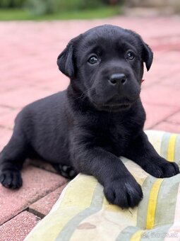 Labrador retriever - 2