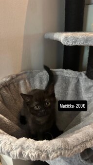 Britské mačiatka bez pp - 2
