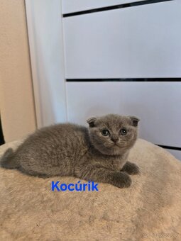 Škótske mačiatka - 2