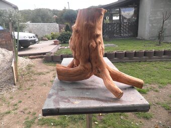 samorast koreňový - 2