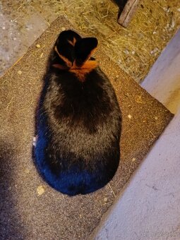 Samec Ohnivák čierny - 2