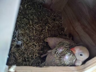 Alex.malý predaj - 2