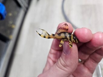 L 333 Gold line AAA - odchov - 2