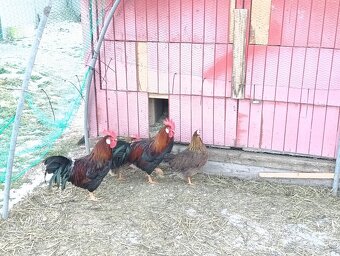 Predám kohúta Vlašky Jarabičej - 2