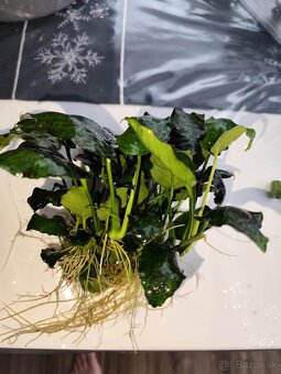 Akvarijné rastliny - 2